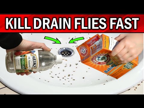 Ultimate Guide: Eliminate Drain Flies Fast in Under 2 Minutes