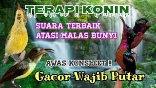 Download lagu SUARA TERBAIK !! TERAPI KONIN ATASI MALAS BUNYI GACOR WAJIB PUTAR KAPAN PUN PASTI BUNYI mp3