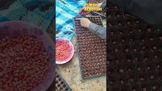 Download lagu Here's How to Plant Corn by Seedling mp3