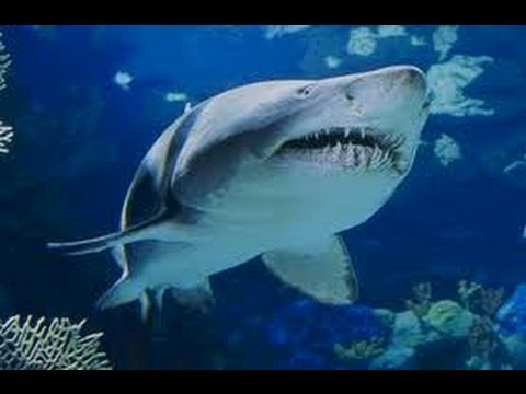 BEST 3D SHARK VIDEO