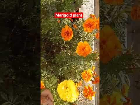 marigold ek insectiside plant hai #Beautiful flower #nature