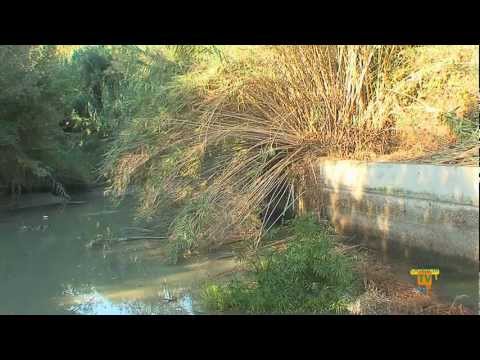 10/10/11 – Proyecto medioambiental del Club de Basket de La Nucía para reintroducir «El Fartet»