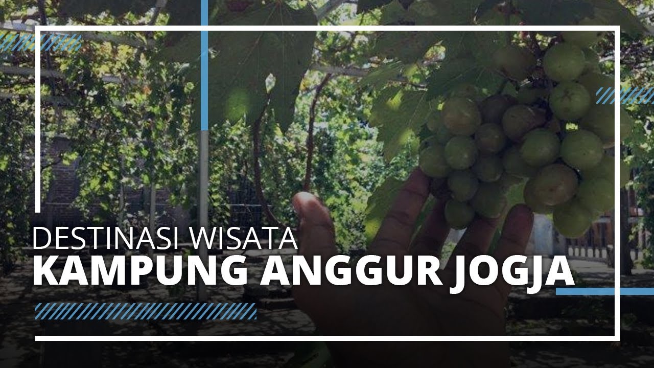 destinasi wisata yogyakarta Destinasi Wisata Kampung Anggur Jogja Cocok Dikunjungi destinasi wisata yogyakarta Destinasi Wisata Kampung Anggur Jogja Cocok Dikunjungi