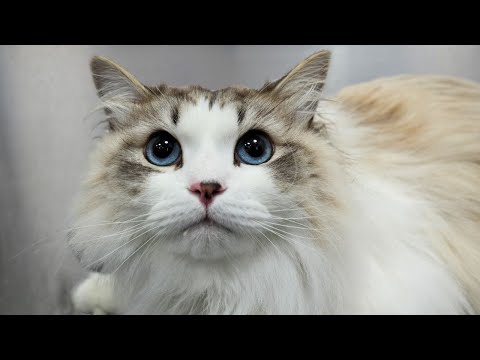 The Sweetest Little Adventure Kitty | Siberian Forest Cat