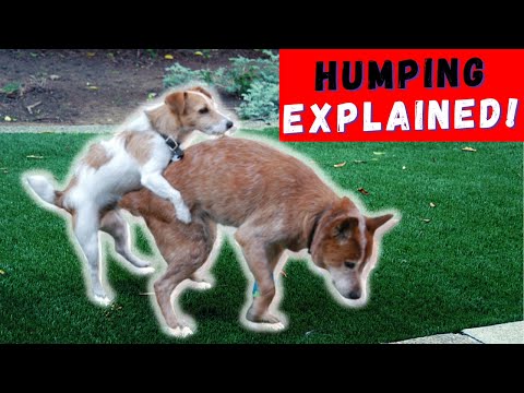 Why Does My Dog Hump other dogs or get humped when neutered