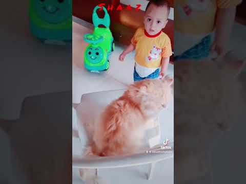 The cute Boy and the cat