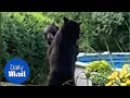 Two Bears Get Into A Brutal Fight In The Middle Of New Jersey Street