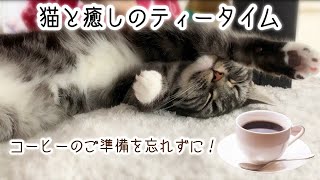 猫の寝顔にひたすら癒される動画 足長マンチカン まる Munchkin cat