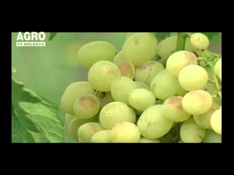 Campania de recoltare a strugurilor, pe final