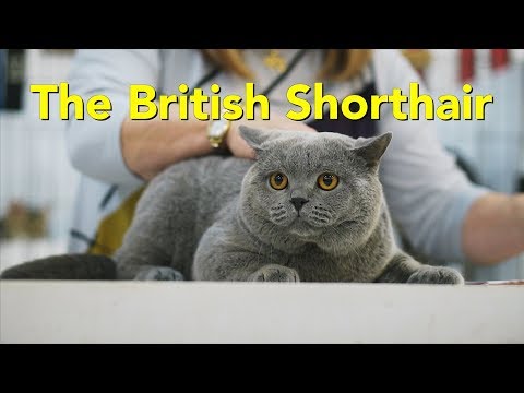 The British Shorthair at a TICA Cat Show