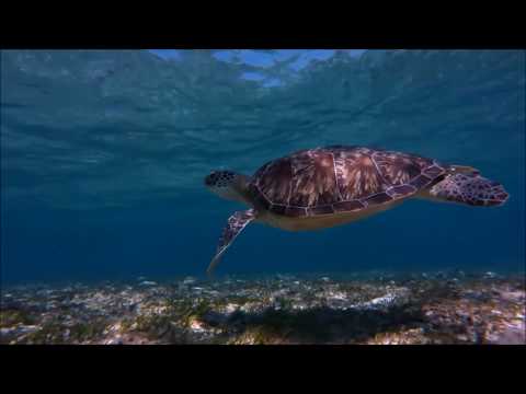 Planet ANM x Kygo ft. Ed Sheeran - Panie (RaKso Blend)