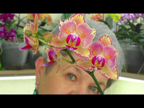 What are Phalaenopsis Orchids? My WINTER blooming orchids. I'll show you by example...