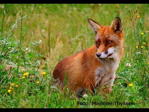 The Red Fox (Part 1) Biology and Distribution