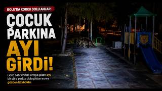 Boluda Çocuk Parkına Ayı Girdi