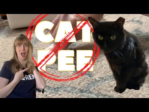 How To 🧼 Clean 🐈 Cat Pee On Carpet