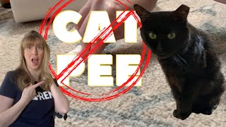 How To 🧼 Clean 🐈 Cat Pee On Carpet