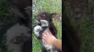 Video preview image #1 Shih Tzu-Unknown Mix Puppy For Sale in Virginia Beach, VA, USA