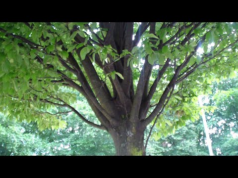 ŻYCZENIA  SZCZĘŚLIWEJ  SWAĆBY  EDYTY  I  CZCIBORA  wersja medytacyjna  Vedamir  ( 1134 )