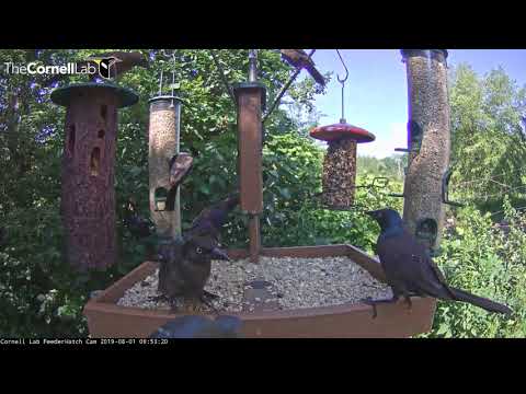 Common Grackles Take Over Cornell Lab FeederWatch Cam – Aug. 1, 2019