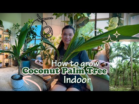 Coconut Palm Tree 🌴  repot | Care tips | How to grow a Coconut Palm Tree indoor #plants #coconut