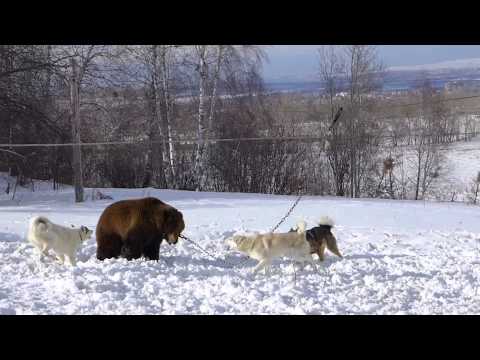 Притравка по медведю ЗСЛ. Фарт, Ингул, Урман, вл. Катцин А.В.