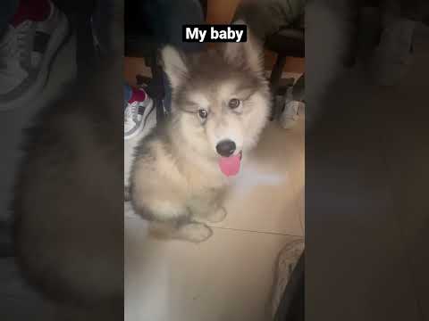 #mybaby #dog #doglovers #animal #yutubeshorts #hitendrakapopara