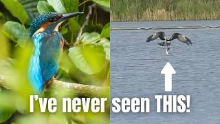 A Massive Surprise whilst Hunting for a Kingfisher - I'll remember this forever!
