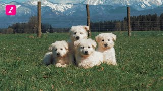 Lemonade Lemonade Pet Insurance is–PUPPIES!