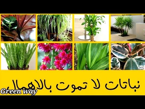 , title : '١٠ افضل نباتات منزلية تتحمل الاهمال وقلة العناية مناسبة للمبتدئين فى الزراعة'