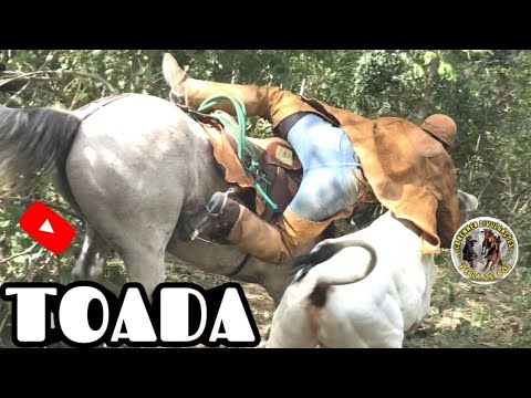 Pra Sergipe & Alagoas, Toada Poetas Alon Zôa & Ary Zôa!