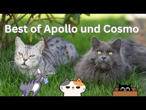 Marathon der beliebtesten und lustigsten Videos von Apollo und Cosmo 