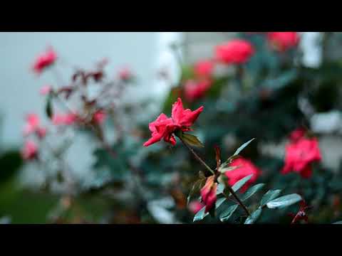 sweetie flower with fresh air | lovely view |