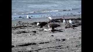 preview picture of video 'Bald Eagles feeding on fish, Anchor Point Alaska, June 2012'