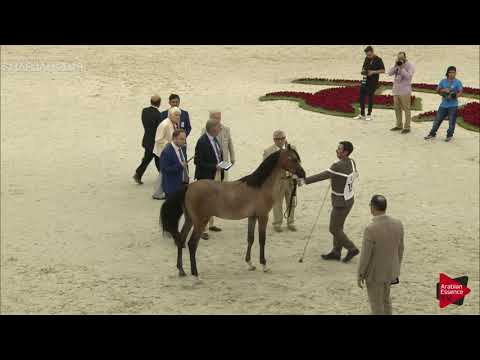 N 194 SANTIAGO AL ZOBAIR   Sharjah International 2019