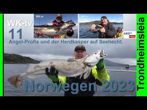 Angeln in Norwegen 2023 - Auf Seehecht und Seelachs in Hemnskjel an der Trondheimsleia