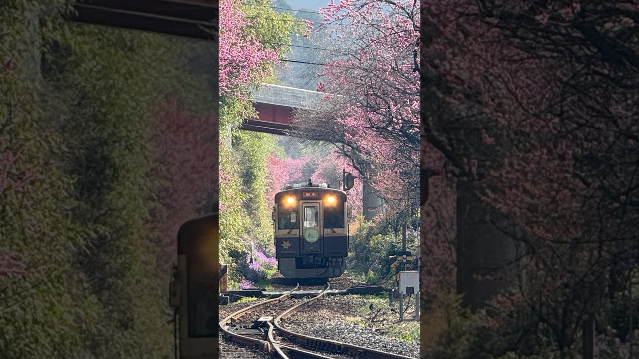 桃花祭り神戸駅｢撮り鉄してみた｣