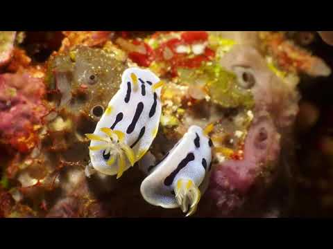 Diving in North Sulawesi, Bunaken Island and Lembeh Strait with Bastianos