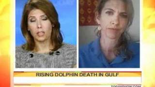 Surge in dolphin deaths sparks concern in Gulf - MSNBC - 2/25/2011
