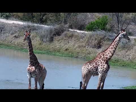 Djuma: Three Giraffes - 12:53 - 09/16/2022