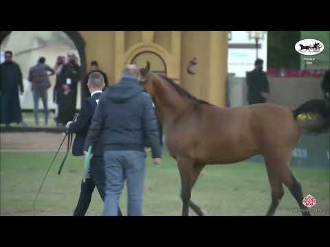 N 133 AMS SHAHEEN   PSAIAHF 2022   Colts 2 Years Old Class 5