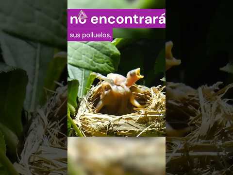 Un polluelo de cuco en un nido ajeno. #curiosidades #datoscuriosos