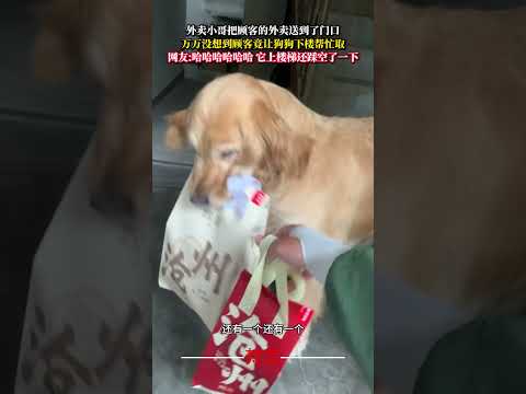 外帶小哥把顧客的外賣送到了門口 萬萬沒想到顧客竟讓狗狗下樓幫忙取 #狗狗 #金毛 #意外 #有趣 #萬萬沒想到 #萌寵 #dog #amazing #funny #pets  #shorts
