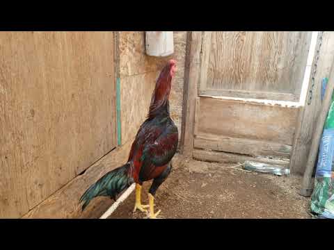 SAAB Redman Hammer Asil