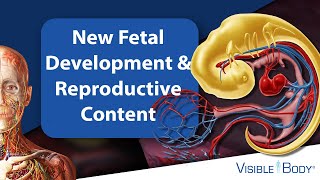 Visible Body Suite | New Fetal Development & Reproductive Content