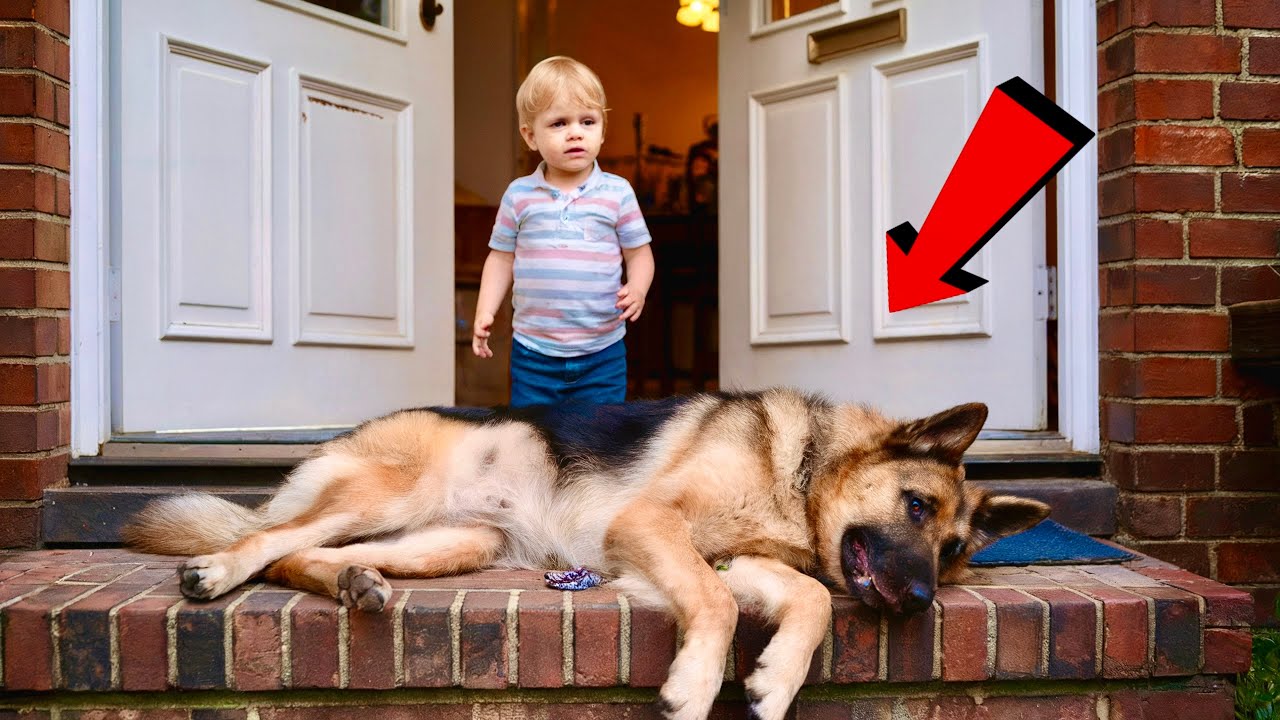 German Shepherd Collapsed in Front of the House – Whats Human Baby Did Next Left Everyone in Tears!
