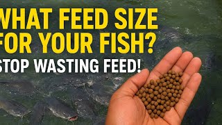 What Size of Feed Should I Feed My Fish & When to Switch Paste)#CatfishFarming #FishFeeding #fishing