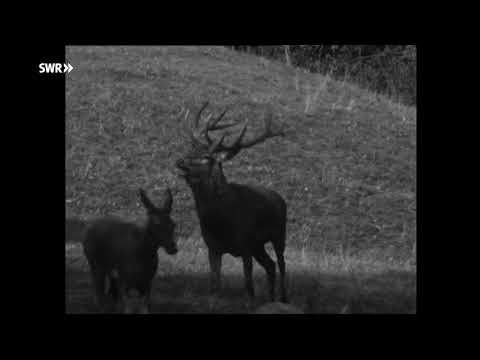 Gondorf : Hirschbrunft und andere Wildtiere in der Eifel bei Bitburg - SWR 1965