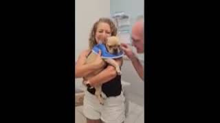 HAPPY ADOPTION DAY SWEET GOLDIE!! HAPPY ADOPTION DAY SWEET GOLDIE!!