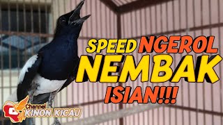 Download lagu 🔴 Pancingan Burung Kacer Speed Ngeroll Nembak Isian Bikin Musuh Cepat Naik Emosi 100% AMPUH mp3 Download lagu 🔴 Pancingan Burung Kacer Speed Ngeroll Nembak Isian Bikin Musuh Cepat Naik Emosi 100% AMPUH mp3