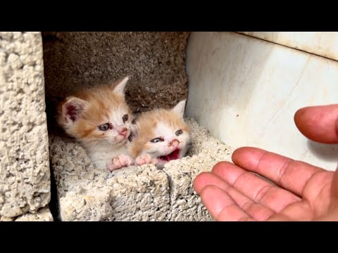 아기고양이 3마리가 저희집에 찾아왔어요!